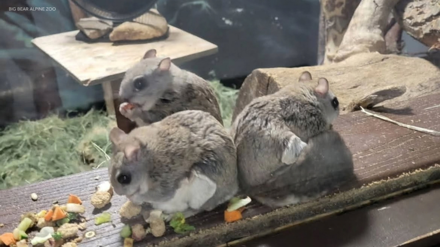 Three flying squirrels die at Big Bear Alpine Zoo